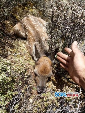 與鹿群不国产黄片奶茶视频期而遇